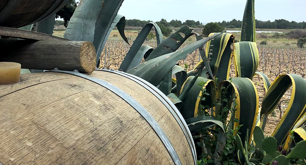 Vins Pierre Richard - Actualité - Le bois