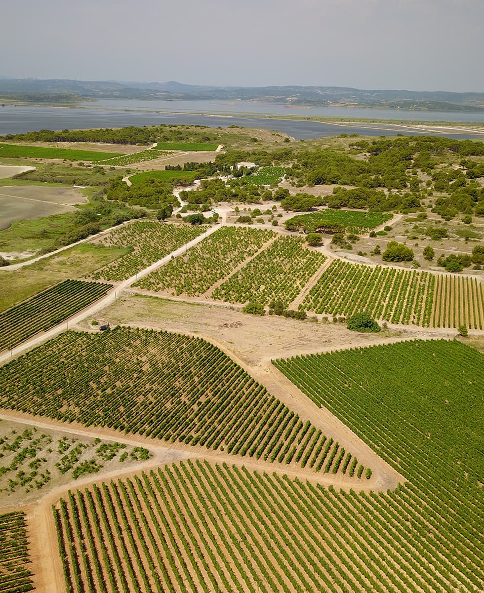 Vins Pierre Richard Domaine De L Ev que Corbi res Maritimes